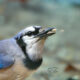 Colorful Blue Jays Love to Play With Their Food
