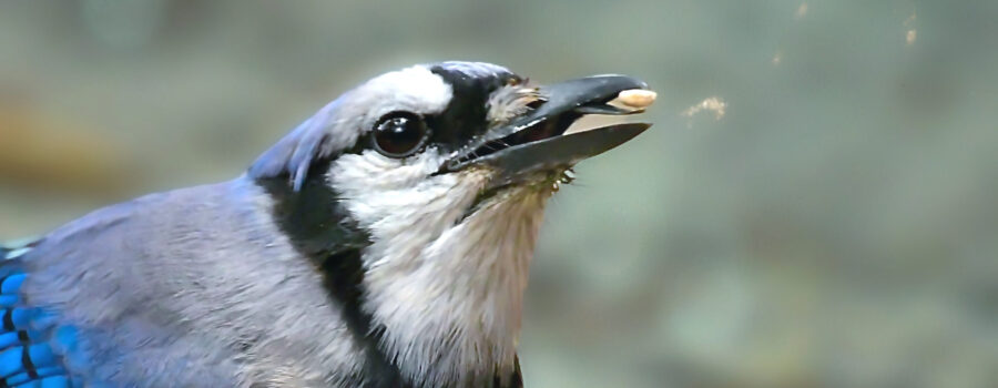 A blue jay uses its beak and tongue to catch food in mid air.