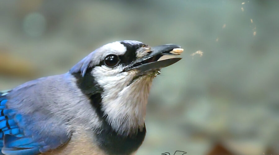 A blue jay uses its beak and tongue to catch food in mid air.