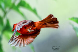 A male cardinal takes a piece of food back to his nest to feed his mate and their nestlings.