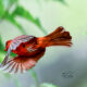 Northern Cardinals are Great Parents