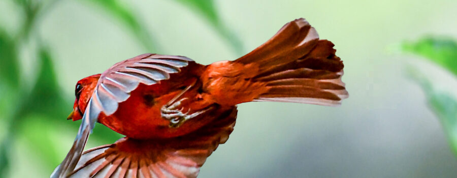 A male cardinal takes a piece of food back to his nest to feed his mate and their nestlings.