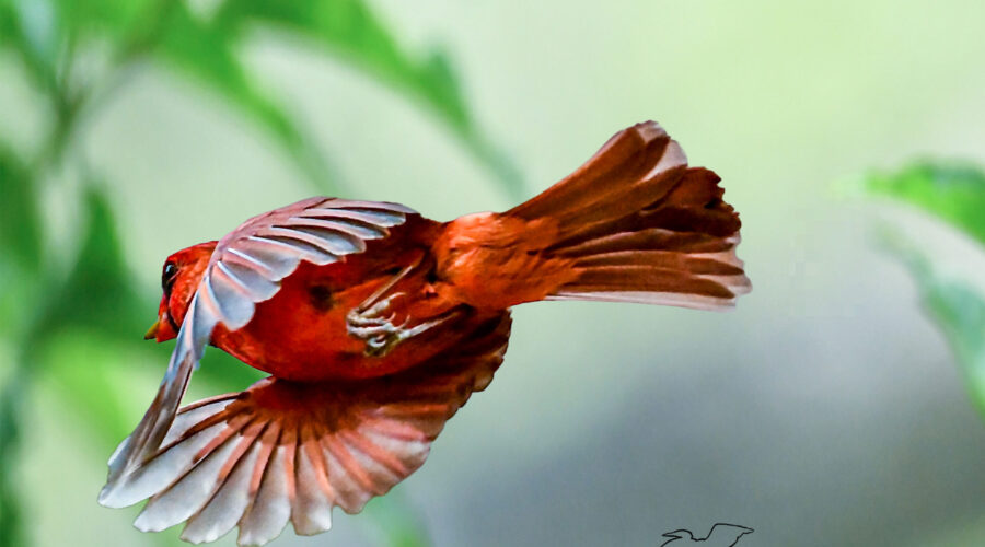 A male cardinal takes a piece of food back to his nest to feed his mate and their nestlings.