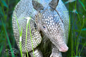 A nine banded armadillo wanders through the long grass in search of insects and grubs.