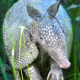 The Nine Banded Armadillo is a Really Interesting Animal