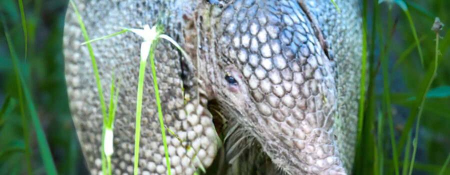 A nine banded armadillo wanders through the long grass in search of insects and grubs.