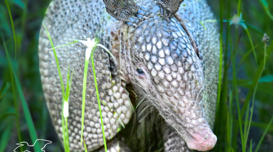 A nine banded armadillo wanders through the long grass in search of insects and grubs.