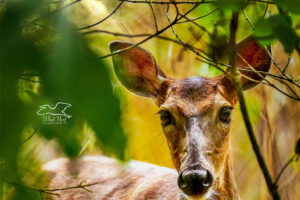 A white tailed deer looks curiously through the underbrush at the photographer.