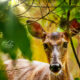 An Interesting Encounter with a Little White Tailed Deer