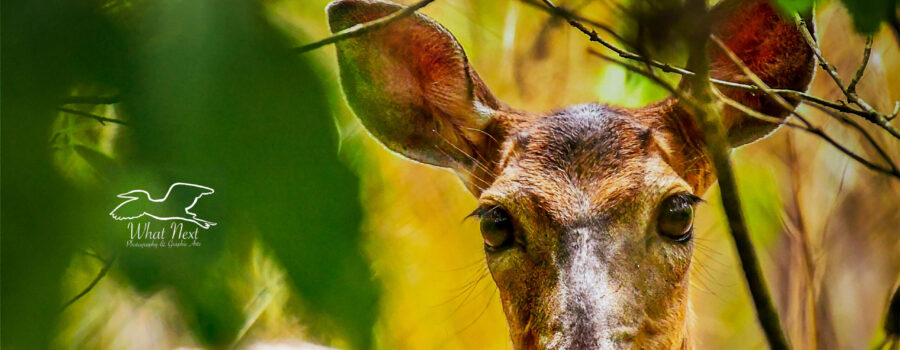 A white tailed deer looks curiously through the underbrush at the photographer.