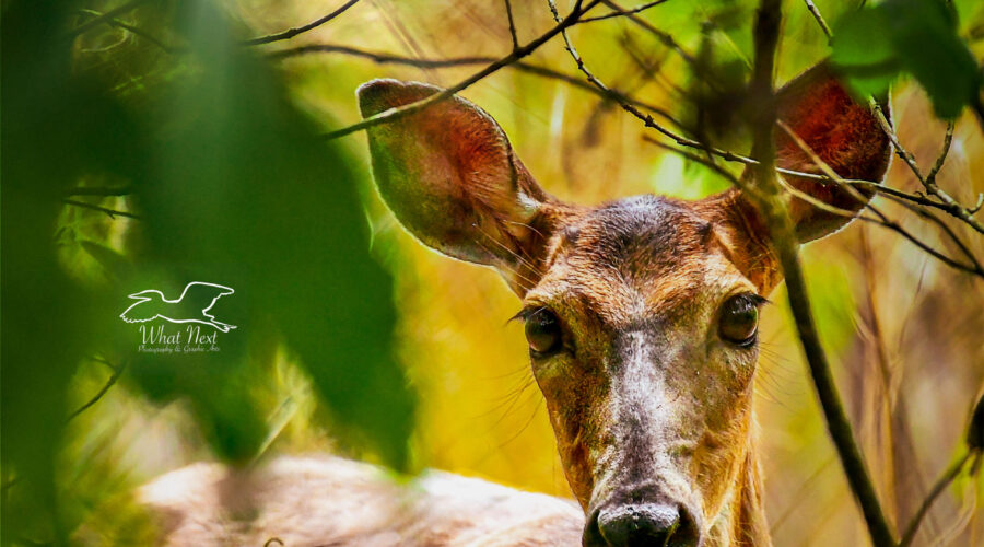 A white tailed deer looks curiously through the underbrush at the photographer.