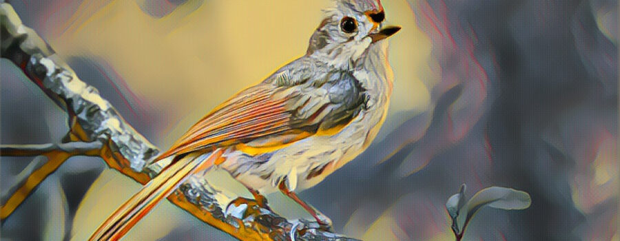 A pretty little tufted titmouse is shown perched on a branch. The photo has been processed in a painterly style.