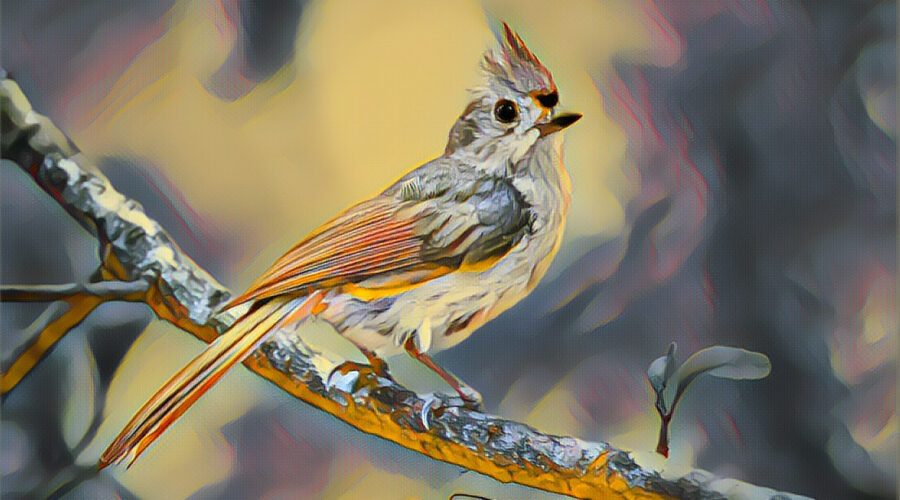 A pretty little tufted titmouse is shown perched on a branch. The photo has been processed in a painterly style.