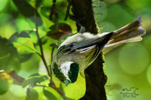 A Carolina chickadee hangs upside down from a tree as it hunts insects in the foliage.