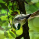 Chickadees Can Be Found in Lots of Interesting Poses