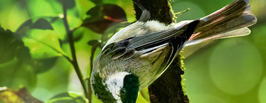 A Carolina chickadee hangs upside down from a tree as it hunts insects in the foliage.