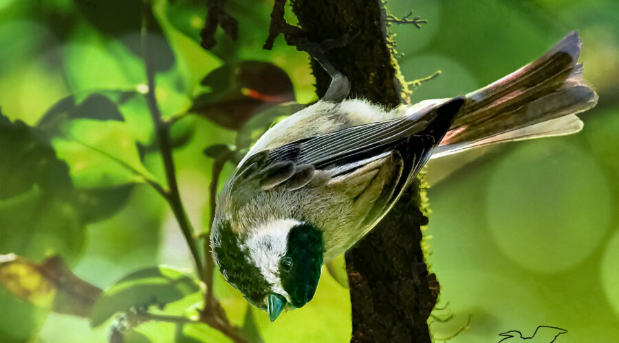 A Carolina chickadee hangs upside down from a tree as it hunts insects in the foliage.
