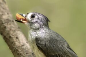 A fledgling tufted titmouse holds tight to a peanut as it learns how to feed itself.