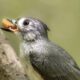 There are New Little Fledglings Everywhere Right Now
