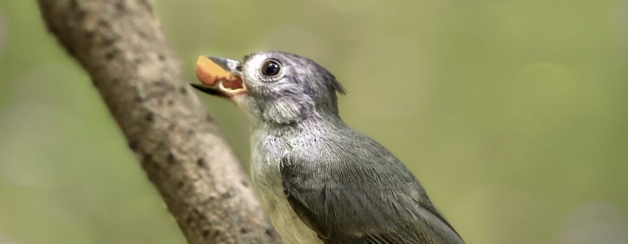 A fledgling tufted titmouse holds tight to a peanut as it learns how to feed itself.