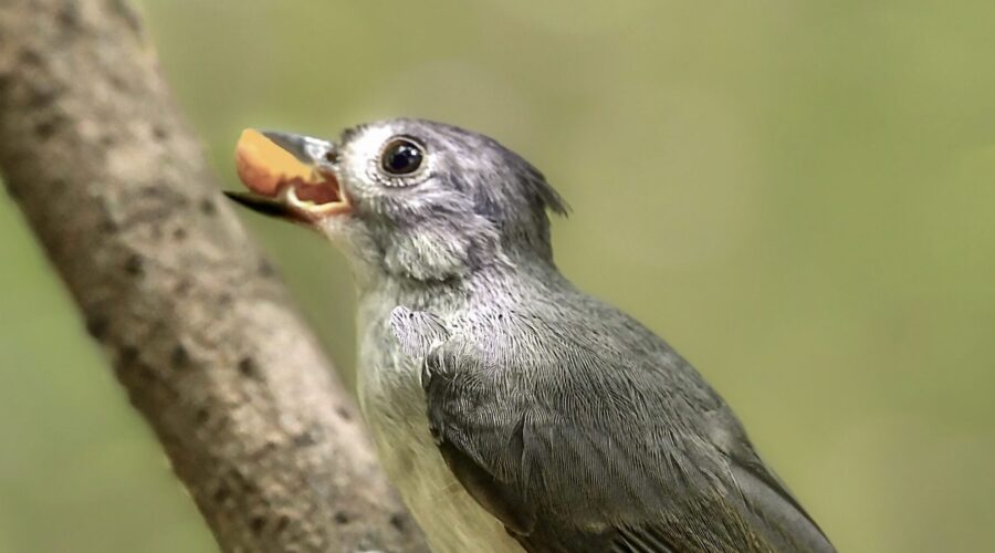 A fledgling tufted titmouse holds tight to a peanut as it learns how to feed itself.