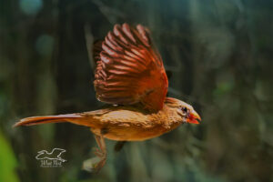 A female northern cardinal flies across the forest.