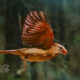 The Beautiful Northern Cardinals are Everywhere Right Now
