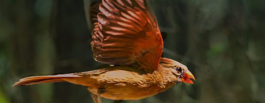 A female northern cardinal flies across the forest.