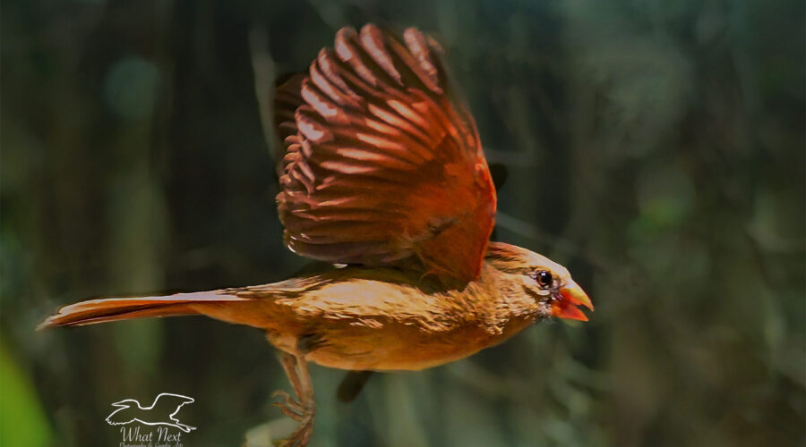 A female northern cardinal flies across the forest.