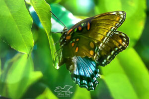 Butterflies may appear fragile, but even missing nearly half a wing, this red spotted purple is strong and healthy.