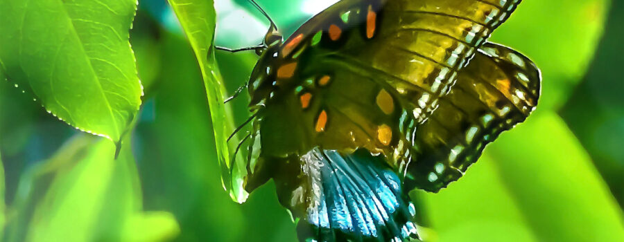 Butterflies may appear fragile, but even missing nearly half a wing, this red spotted purple is strong and healthy.