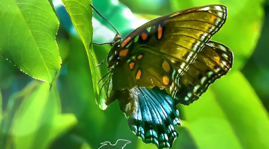 Butterflies may appear fragile, but even missing nearly half a wing, this red spotted purple is strong and healthy.