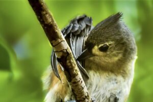 A tufted titmouse meticulously grooms its wing feathers.