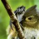 Preening is Very Important to Bird Health