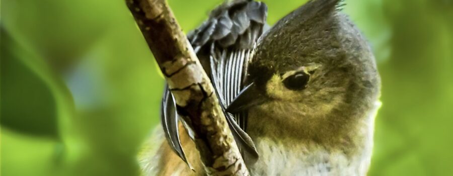 A tufted titmouse meticulously grooms its wing feathers.