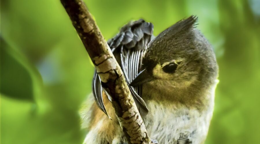 A tufted titmouse meticulously grooms its wing feathers.