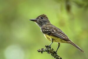 A great crested flycatcher shows its inquisitive nature as it surveys the surroundings from a nice vantage point.