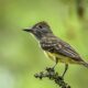Colorful Great Crested Flycatchers Can Be Very Inquisitive