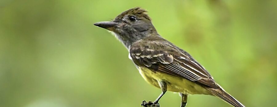 A great crested flycatcher shows its inquisitive nature as it surveys the surroundings from a nice vantage point.
