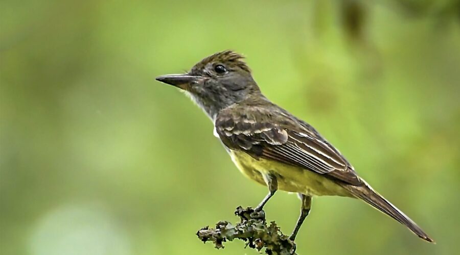A great crested flycatcher shows its inquisitive nature as it surveys the surroundings from a nice vantage point.