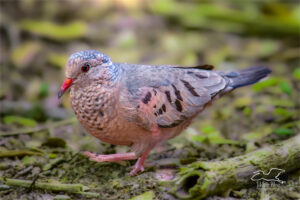A common ground dove struts across a grassy area as it looks for food.