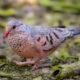 The Little Common Ground Doves are Fast on Their Feet