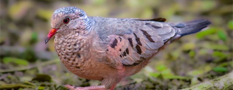 A common ground dove struts across a grassy area as it looks for food.