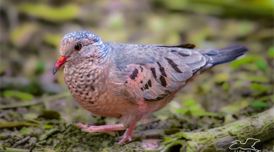 A common ground dove struts across a grassy area as it looks for food.