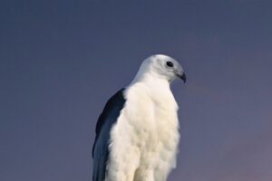 A swallow tailed kite enjoys a moment of quiet alone time before starting the new day.