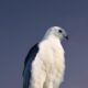 This Beautiful Swallowtailed Kite Loves a Little Morning Solitude