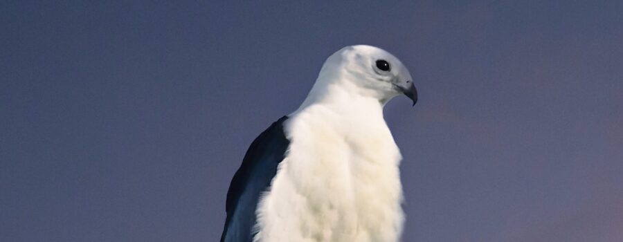 A swallow tailed kite enjoys a moment of quiet alone time before starting the new day.