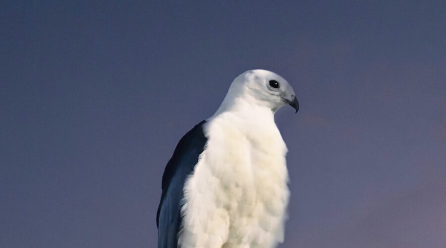 A swallow tailed kite enjoys a moment of quiet alone time before starting the new day.