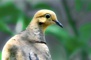 A mourning dove sits perched on a branch enjoying the morning shade