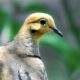 Beautiful Mourning Doves Enjoy Shade From the Heat